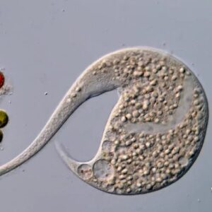 AI disqualification yields new Nikon Small World in Motion winner