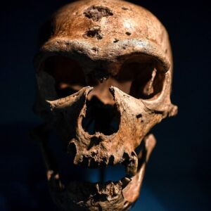 ‘News reports tweaked the science to speak to contemporary anxieties’: How Neanderthal extinction is a projection of our own, modern fears
