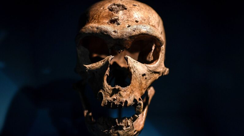 ‘News reports tweaked the science to speak to contemporary anxieties’: How Neanderthal extinction is a projection of our own, modern fears