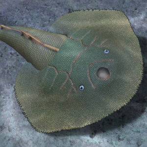 Fossil Armored Fish from China Bridges Primitive and Advanced Jawless Lineages