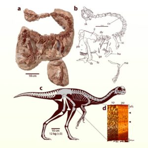 Small, Chicken-Like Dinosaur May Have Had a Jaw Built for Fruit