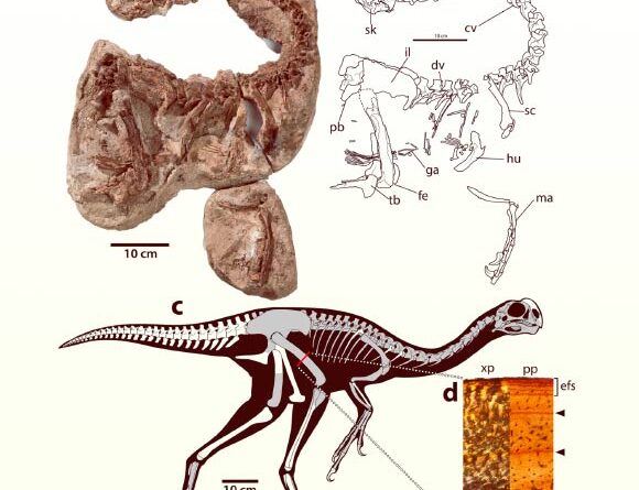 Small, Chicken-Like Dinosaur May Have Had a Jaw Built for Fruit