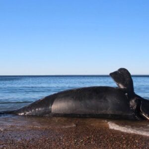 Hundreds of whale calves have mysteriously died in Patagonia — and scientists are racing to find out why