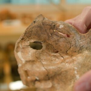 Mysterious hole in Neanderthal shoulder blade may have been a ‘kill shot’ from a wooden spear, according to archaeologists