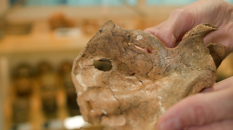 Mysterious hole in Neanderthal shoulder blade may have been a ‘kill shot’ from a wooden spear, according to archaeologists