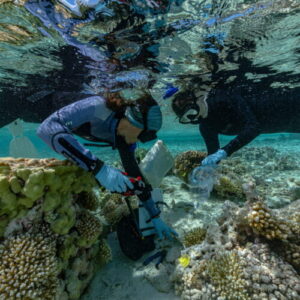 Seabirds, forests and coral could help save sinking islands