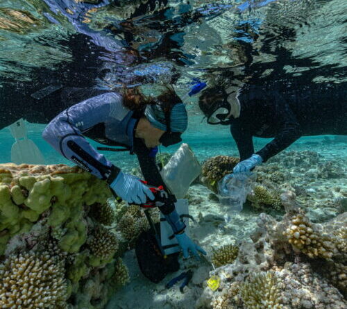 Seabirds, forests and coral could help save sinking islands