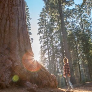 California redwoods are struggling in the heat — and it’s not clear how much damage is being done