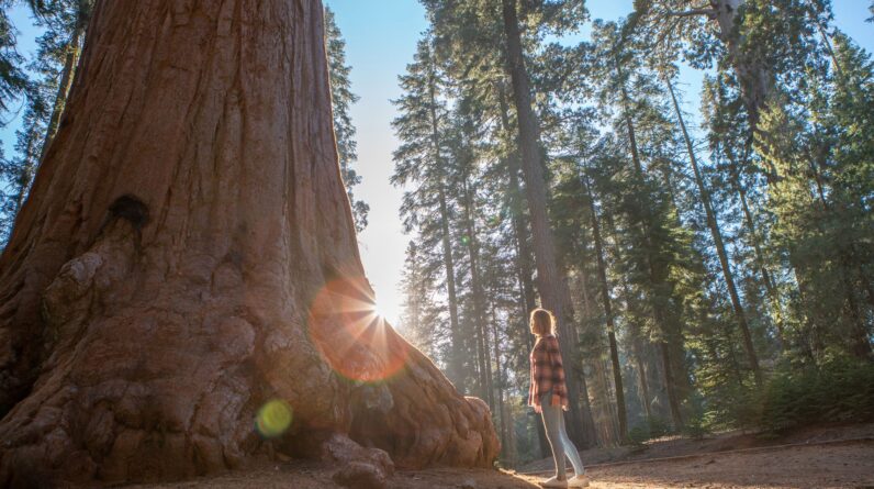 California redwoods are struggling in the heat — and it’s not clear how much damage is being done