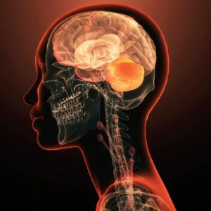 Is the brain actually 2 nervous systems smooshed together? A new study claims it is.