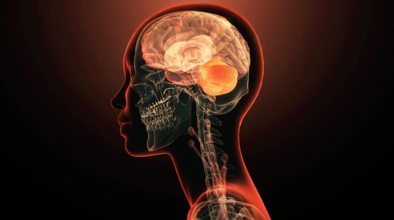 Is the brain actually 2 nervous systems smooshed together? A new study claims it is.