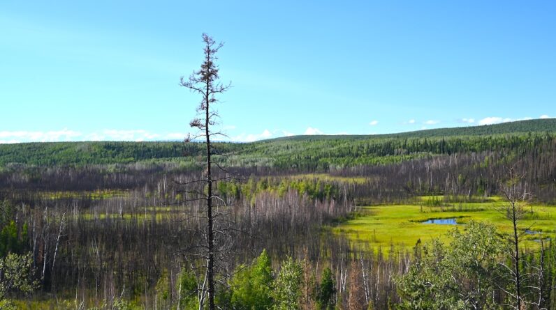 Archaeologists discover the oldest dwelling in the Western Hemisphere at a 13,800-year-old site in Alaska