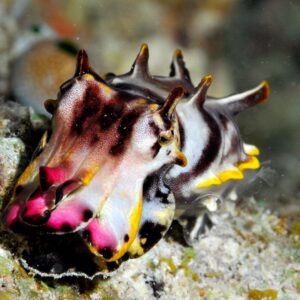 Can cuttlefish hypnotize their prey?