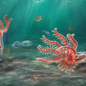 Early Cambrian Fossil Rewrites Starfish Family Tree