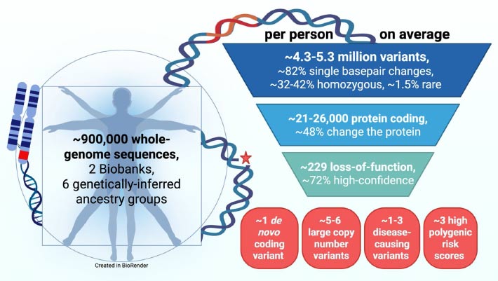 Average Human Genome Carries Millions of Variants, New Research Shows