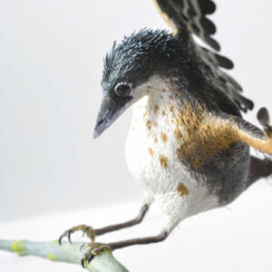 Paleontologists Reconstruct Cretaceous Bird in Remarkable Detail