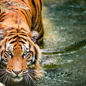 Rare tiger behaviors captured on camera show ‘we really know nothing about them’